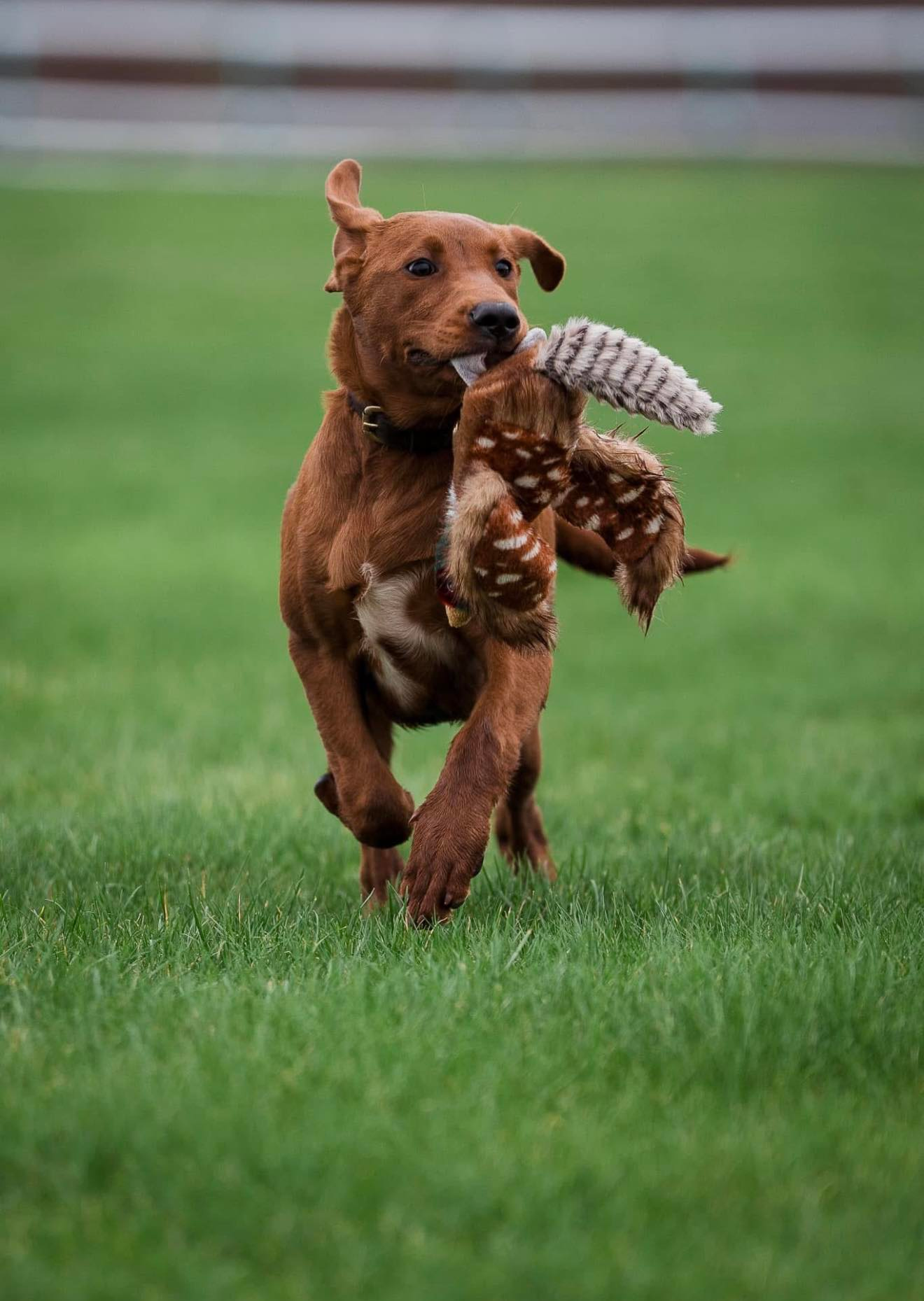 Dog running with a retrieve toy during training