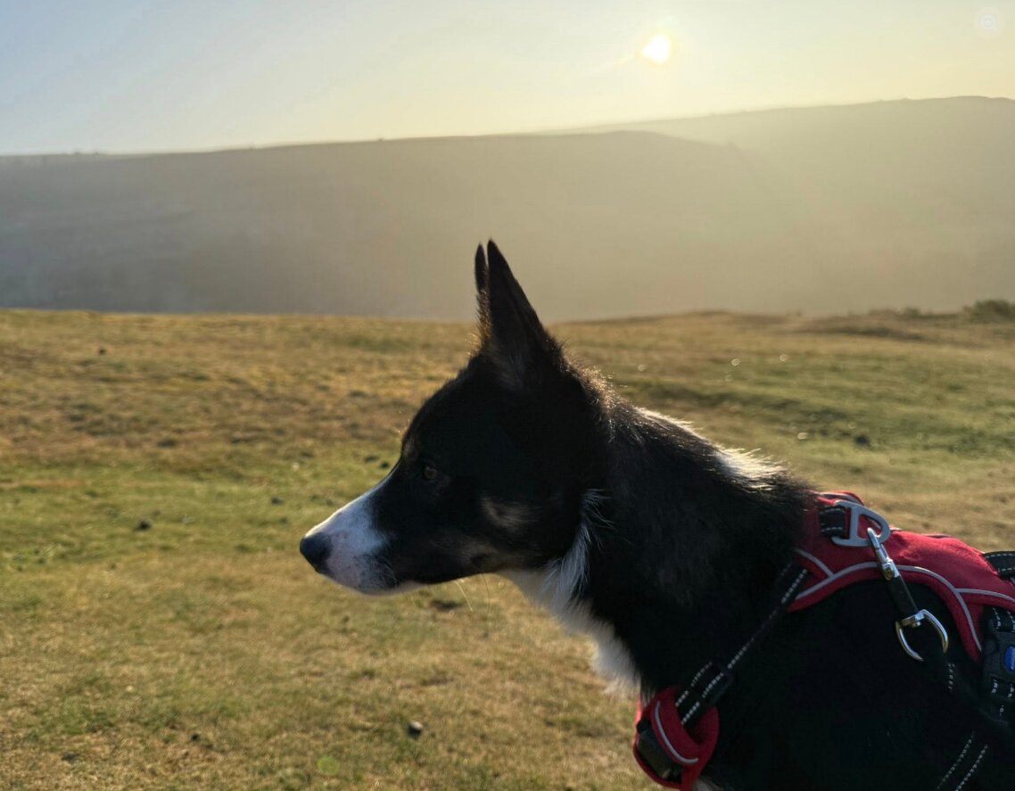 Monty — Border Collie × Kelpie cross